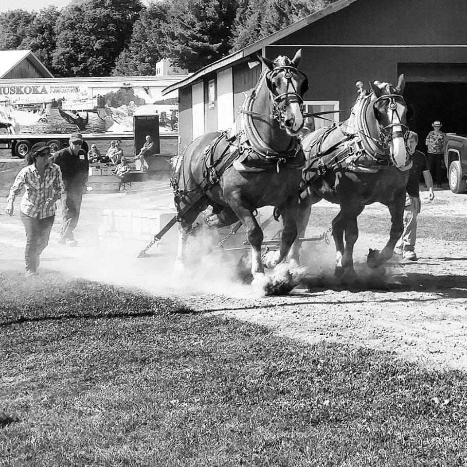 prize-lists-bracebridge-fall-fair-horse-show